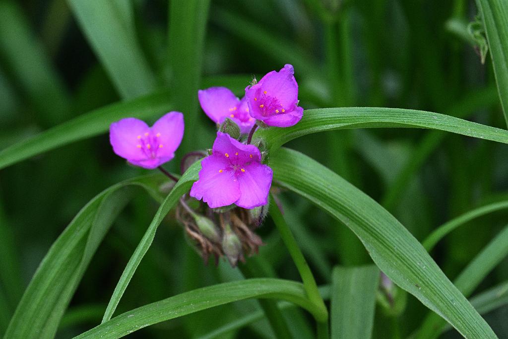 2025-06098898 Pointe Rok Neighborhood, MA.JPG - Spiderwort. Pointe Rok Neighborhood, MA, 6-9-2025